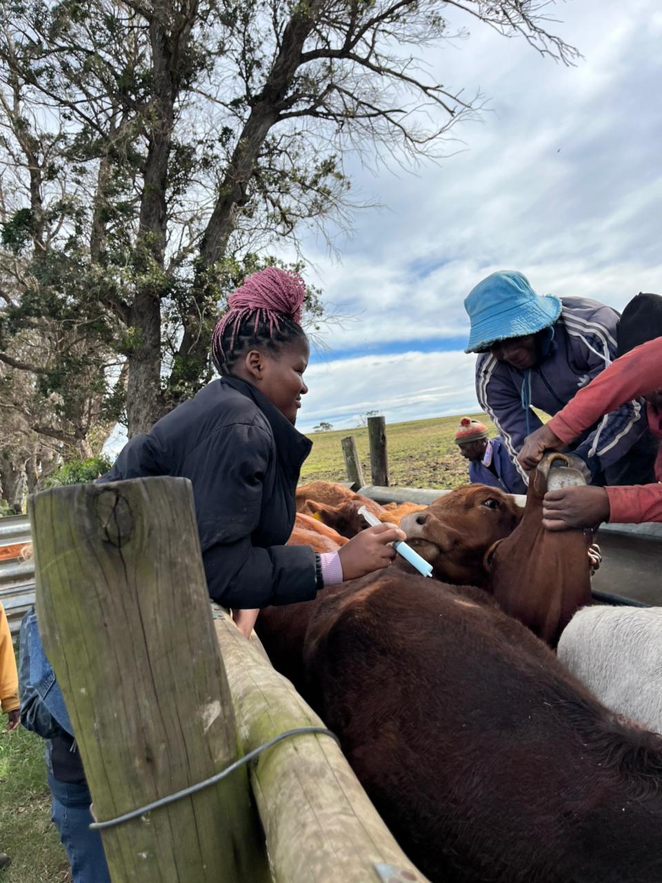 Participants treating cattle at a fence line under staff guidance