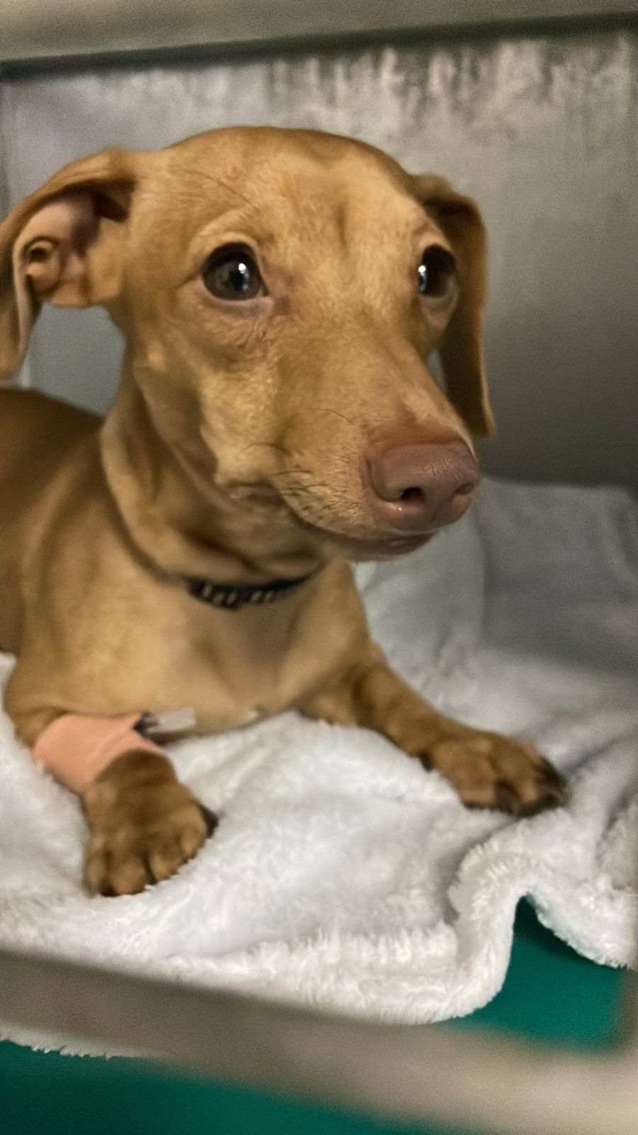 A dog with a bandaged leg recovering in the programme’s care