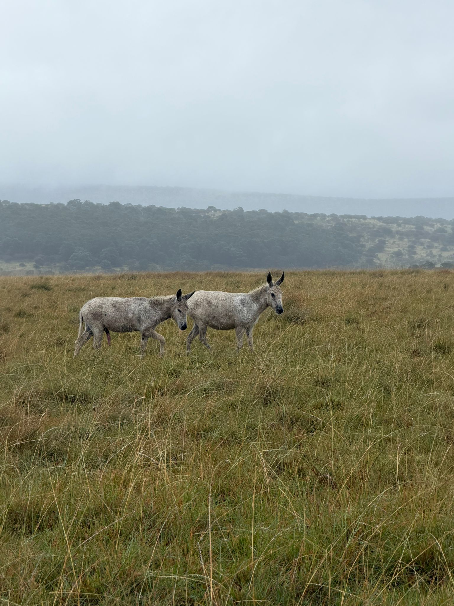 Two donkeys in open misty grassland on the Wild Coast