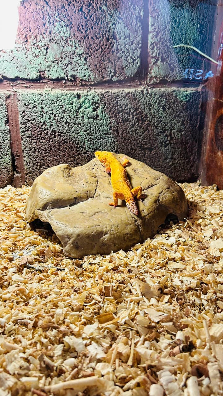 Leopard gecko resting on a rock
