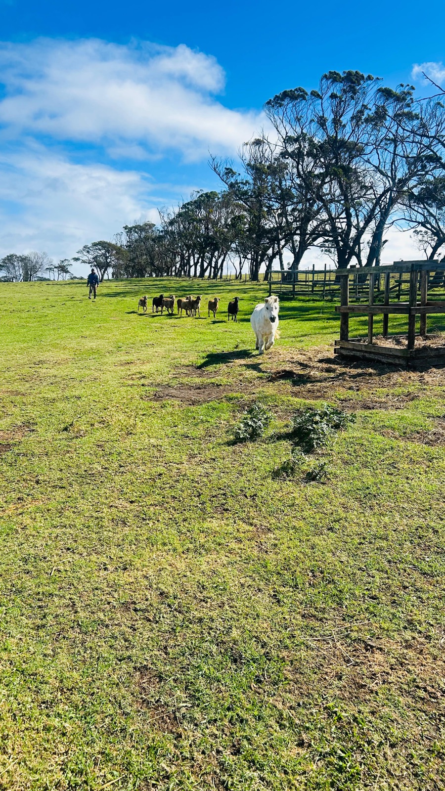 Goats and a pony in green pasture at one of the programme's field sites