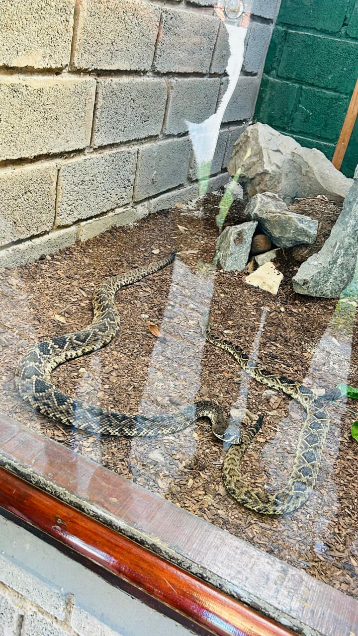 Snakes in an enclosure at the reptile facility