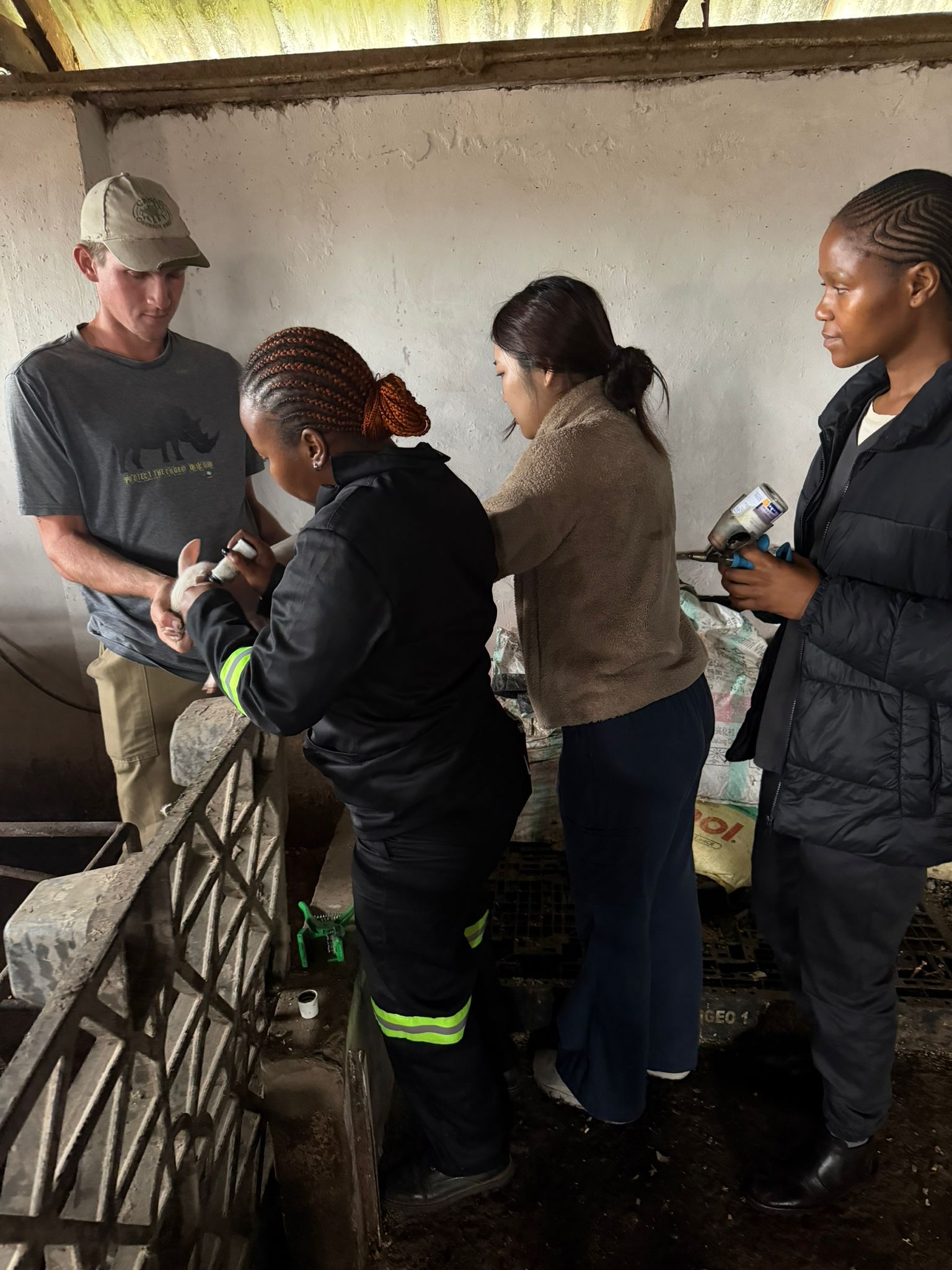 Staff and participants treating a piglet together in the barn