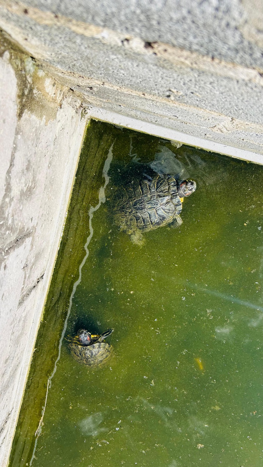 Two turtles swimming in a pool